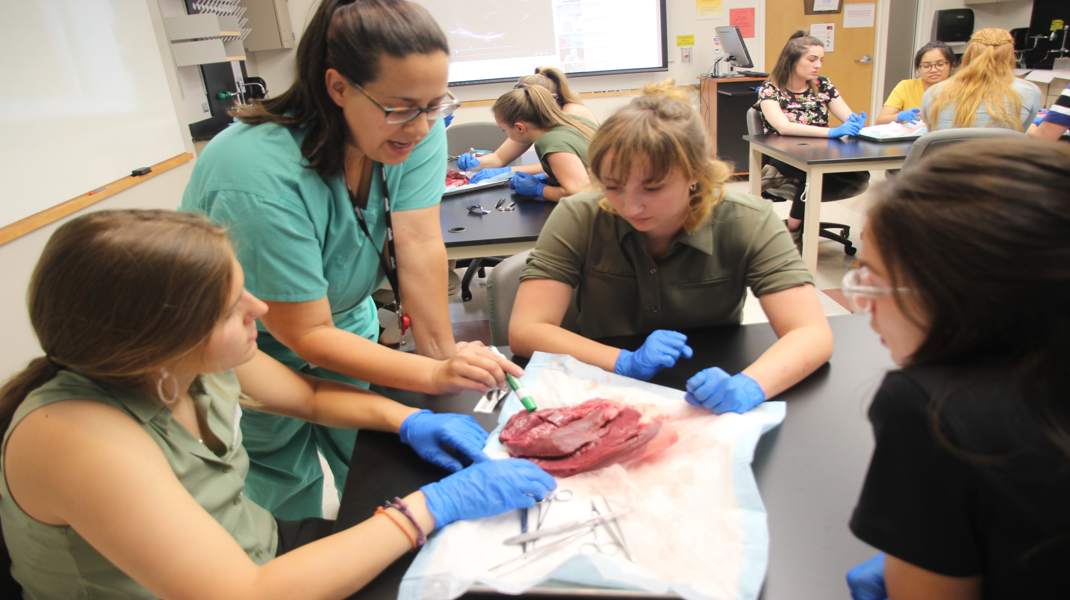 Cardiac Dissection Lab